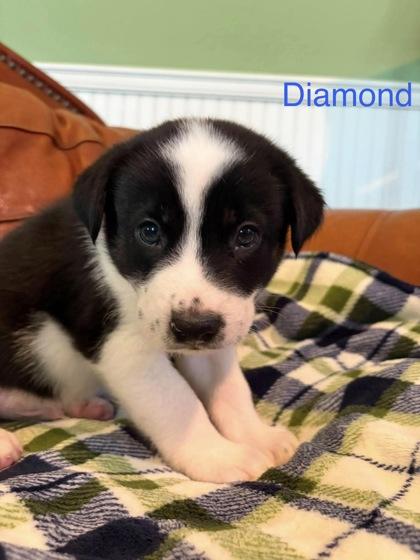 Enlarge Diamond, a Adoptable mixed breed in Morton Grove, IL image 2/2