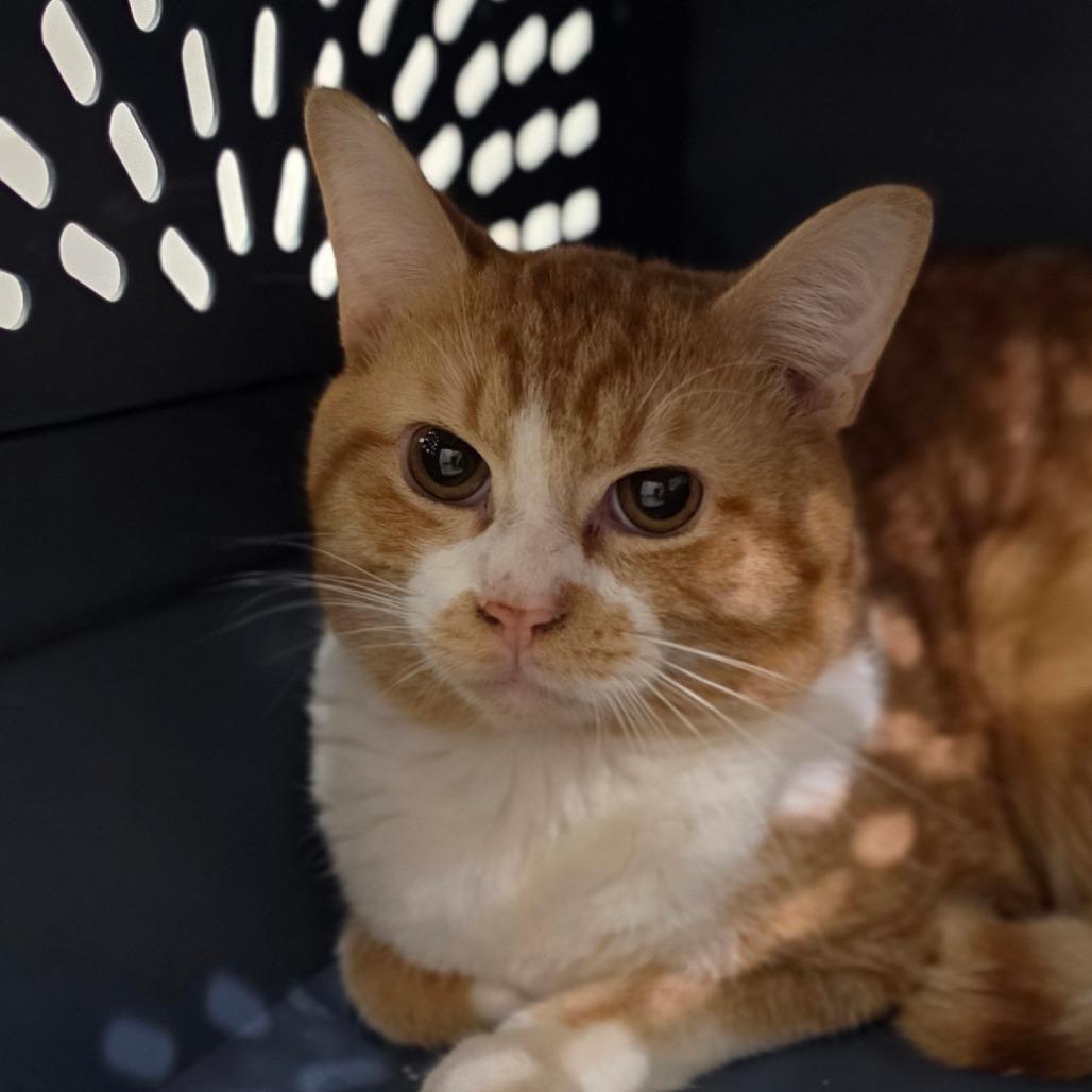 Mao, a Adoptable Domestic Short Hair in Muncie, IN image 1/2