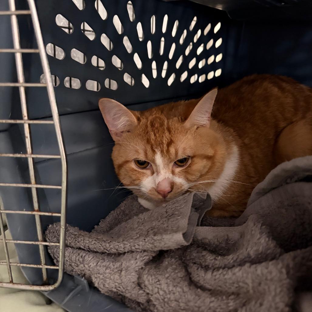 Mao, a Adoptable Domestic Short Hair in Muncie, IN image 2/2