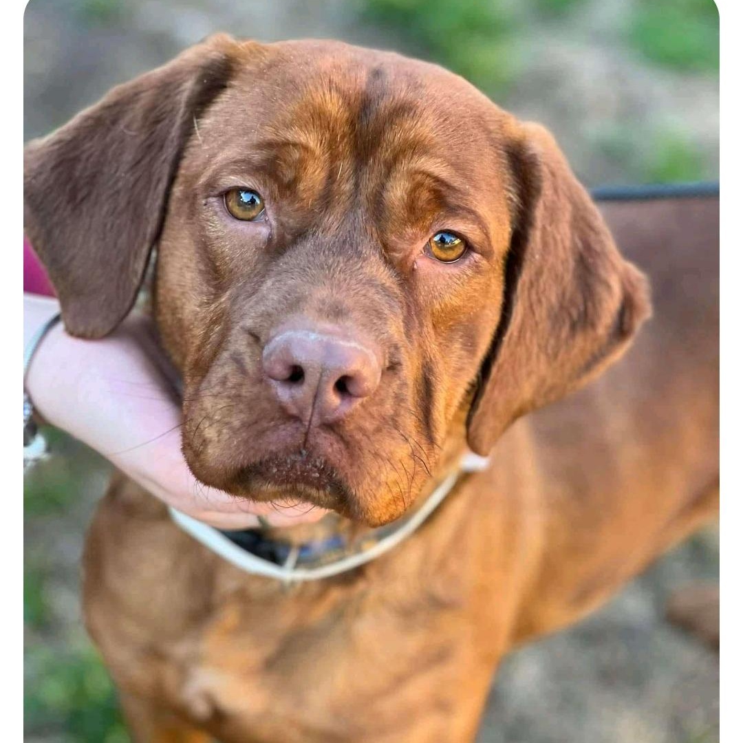 Ruby, a Adoptable mixed breed in Lumberton, NC image 3/4