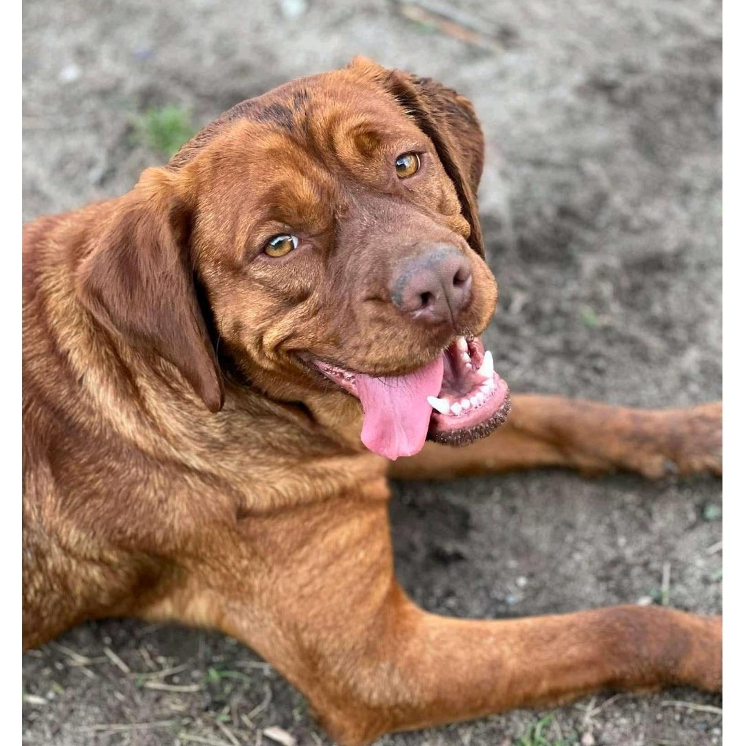 Ruby, a Adoptable mixed breed in Lumberton, NC image 1/4