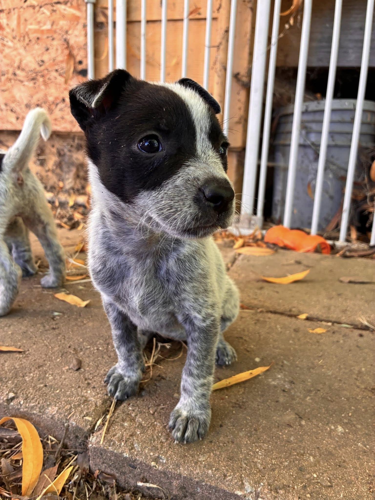 Dust, Adopted, Puppy Female Australian Cattle Dog / Blue Heeler.