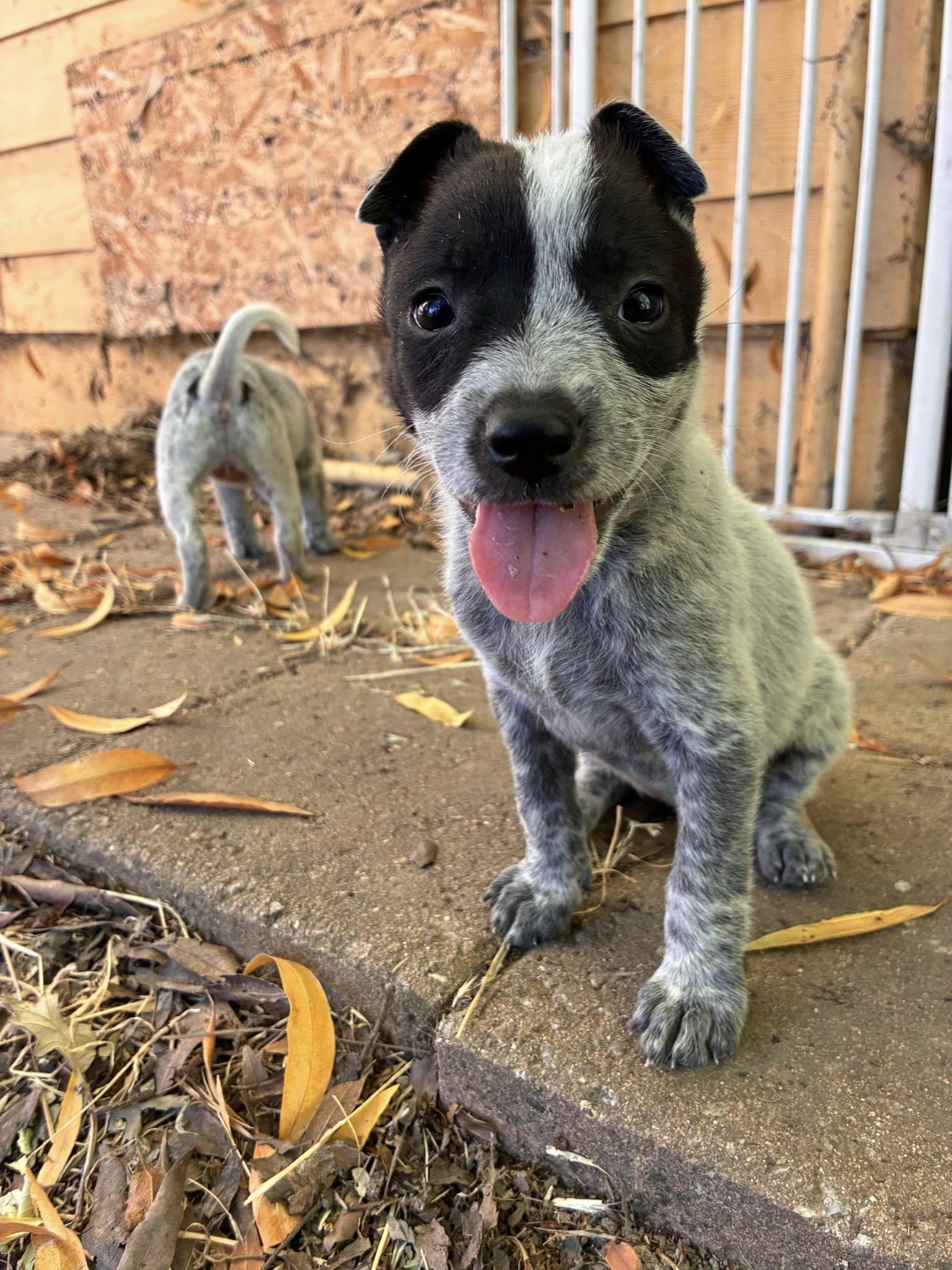Enlarge Dust, a Adopted Australian Cattle Dog / Blue Heeler in Paso Robles, CA image 2/2