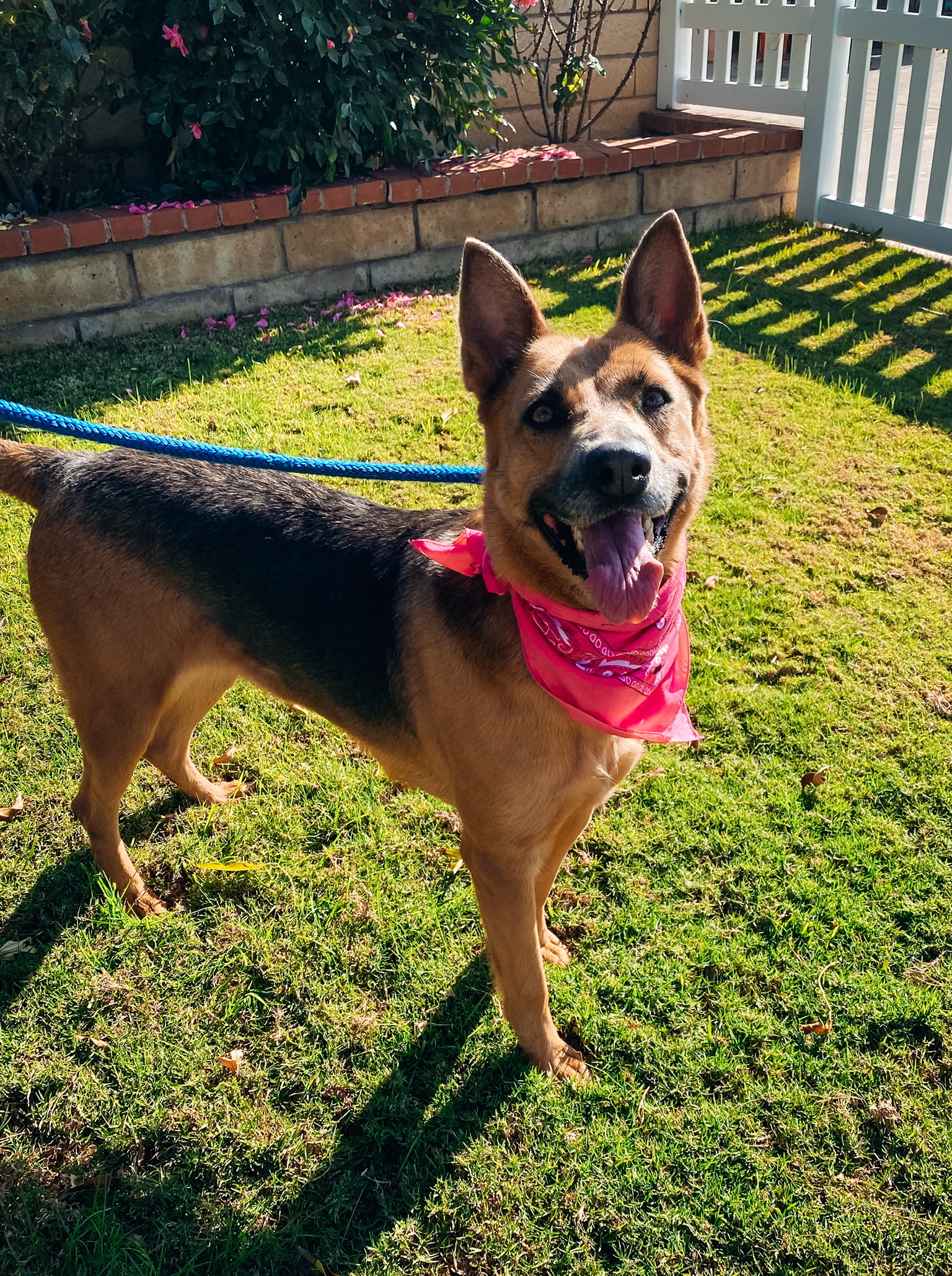 Yukon, a Adoptable Shepherd in Newport Beach, CA image 4/6