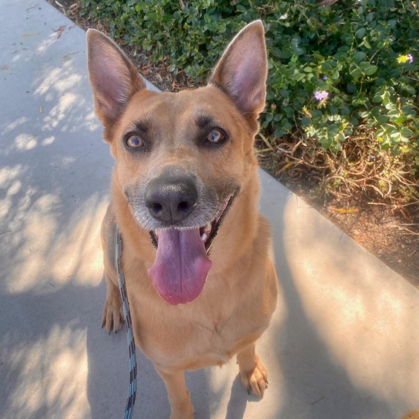 Yukon, a Adoptable Shepherd in Newport Beach, CA image 1/6