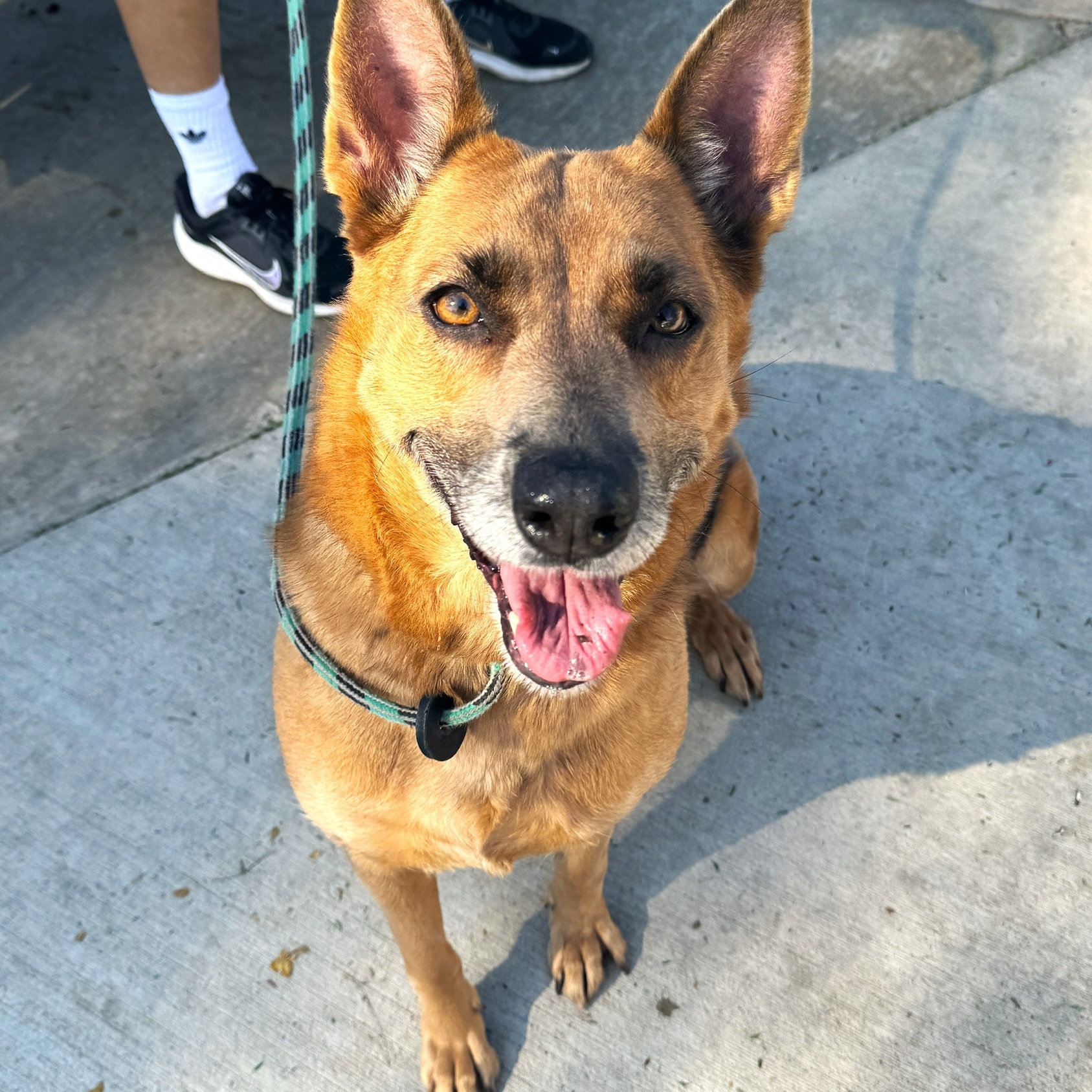 Yukon, Adoptable, Young Female Shepherd.