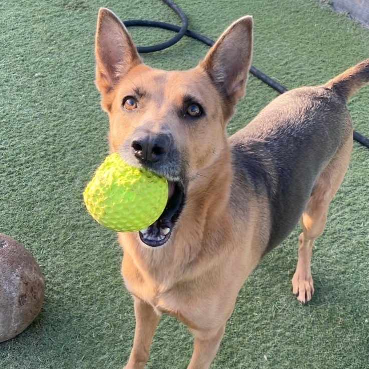 Yukon, a Adoptable Shepherd in Newport Beach, CA image 5/6