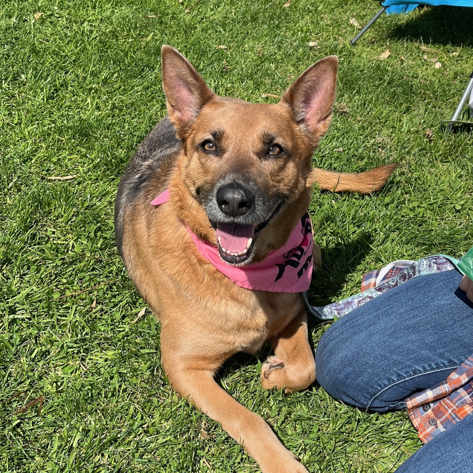 Yukon, a Adoptable Shepherd in Newport Beach, CA image 2/6