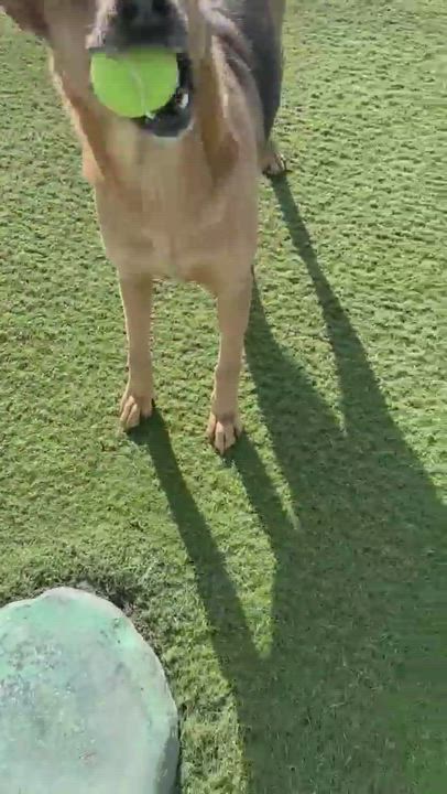 Enlarge Yukon, a Adoptable Shepherd in Newport Beach, CA video 6/6