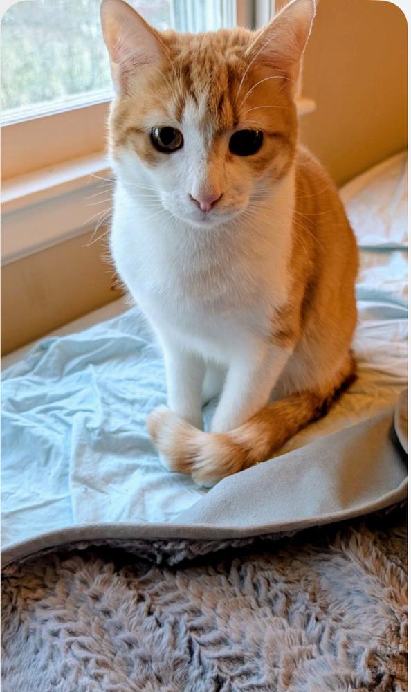 Jack, Adoptable, Young Male Domestic Short Hair.
