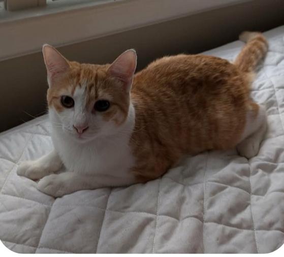 Enlarge Jack, a Adoptable Domestic Short Hair in Salisbury, NC image 2/2