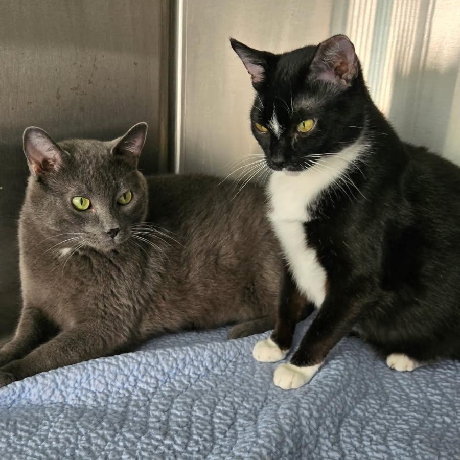 Grey and Spicy, ADOPTABLE, Adult Male Domestic Short Hair.