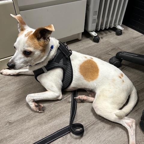 Enlarge LB, a ADOPTABLE mixed breed in Stanhope, NJ image 2/4