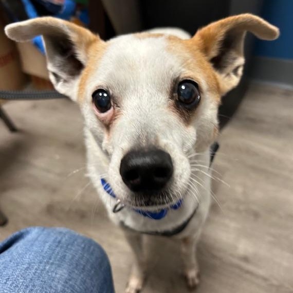LB, ADOPTABLE, Senior Male Rat Terrier.