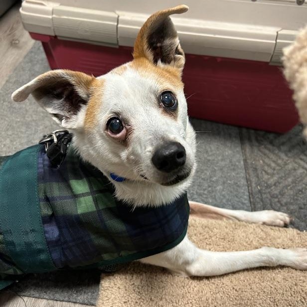 Enlarge LB, a ADOPTABLE mixed breed in Stanhope, NJ image 4/4