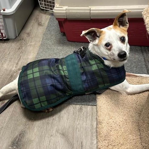 Enlarge LB, a ADOPTABLE mixed breed in Stanhope, NJ image 3/4