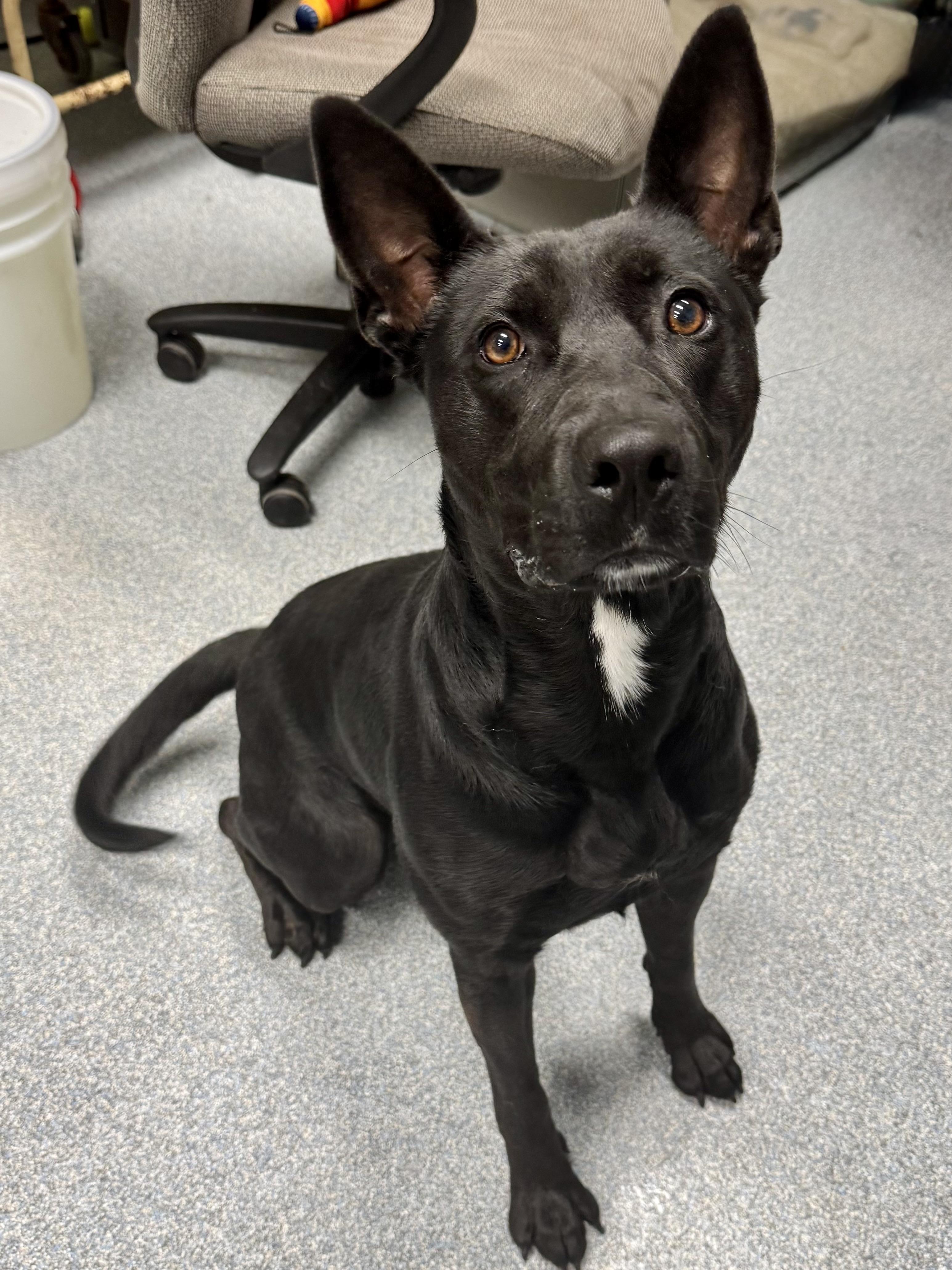 Luna, ADOPTABLE, Adult Female Labrador Retriever.