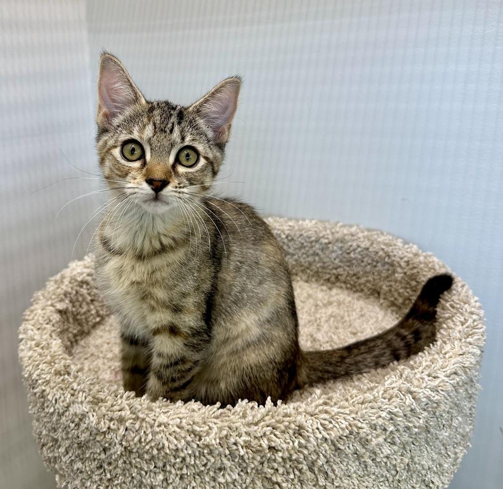 Enlarge Misty Quigley, a Adoptable Domestic Short Hair in Wellington, FL image 1/4