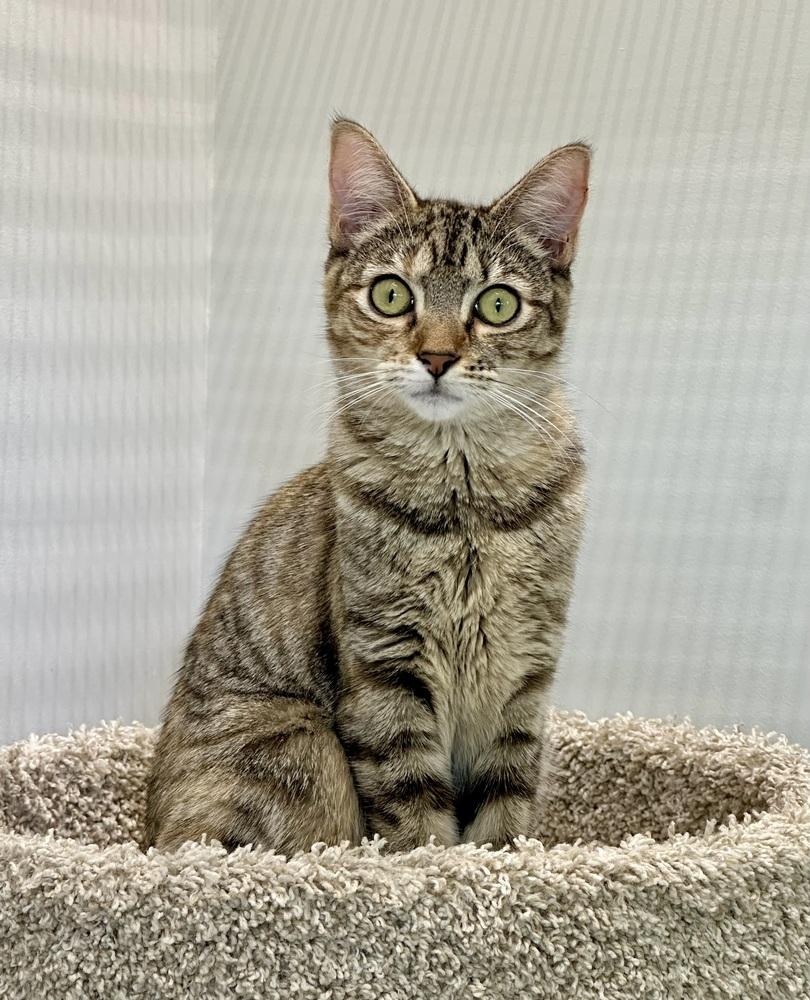 Enlarge Misty Quigley, a Adoptable Domestic Short Hair in Wellington, FL image 2/4