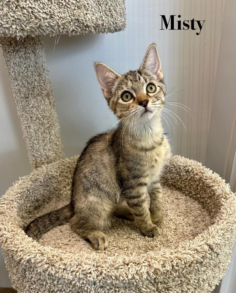 Enlarge Misty Quigley, a Adoptable Domestic Short Hair in Wellington, FL image 3/4