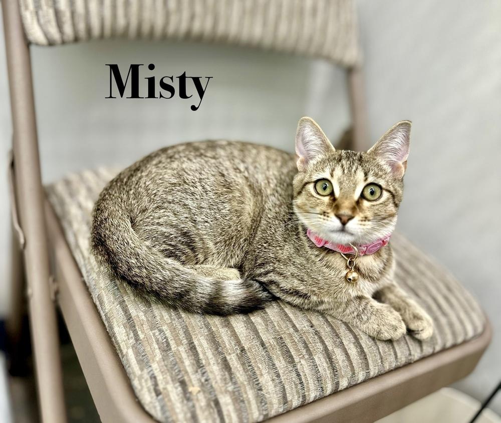 Enlarge Misty Quigley, a Adoptable Domestic Short Hair in Wellington, FL image 4/4