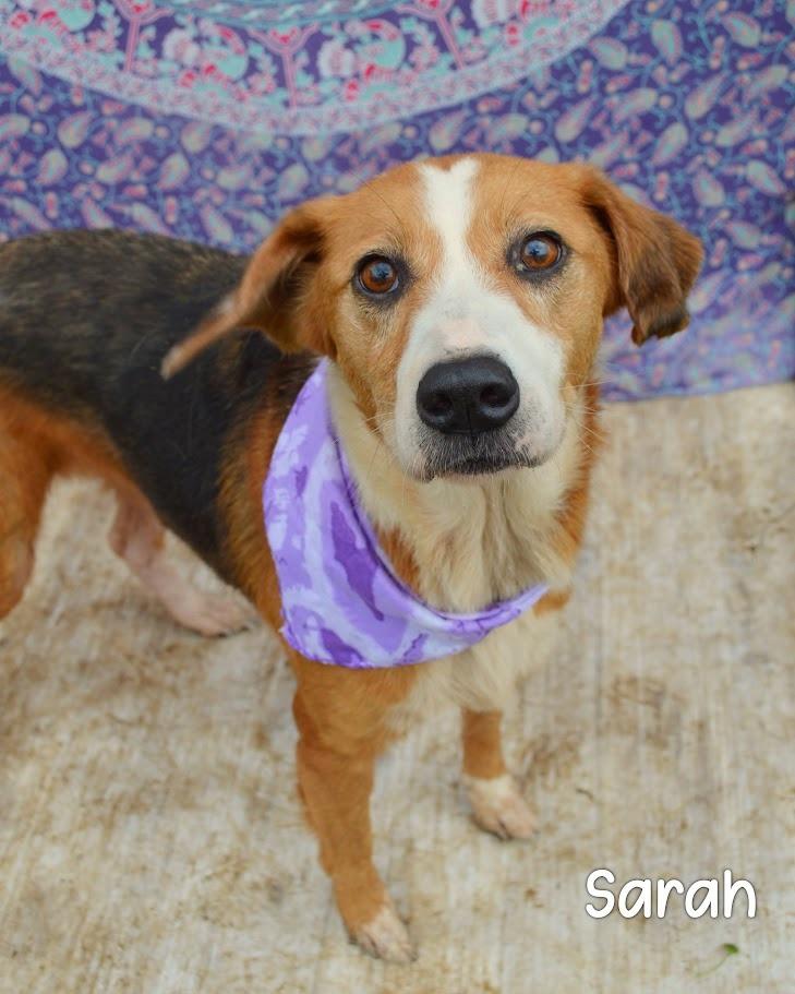 Sarah, Adoptable, Adult Female Hound.
