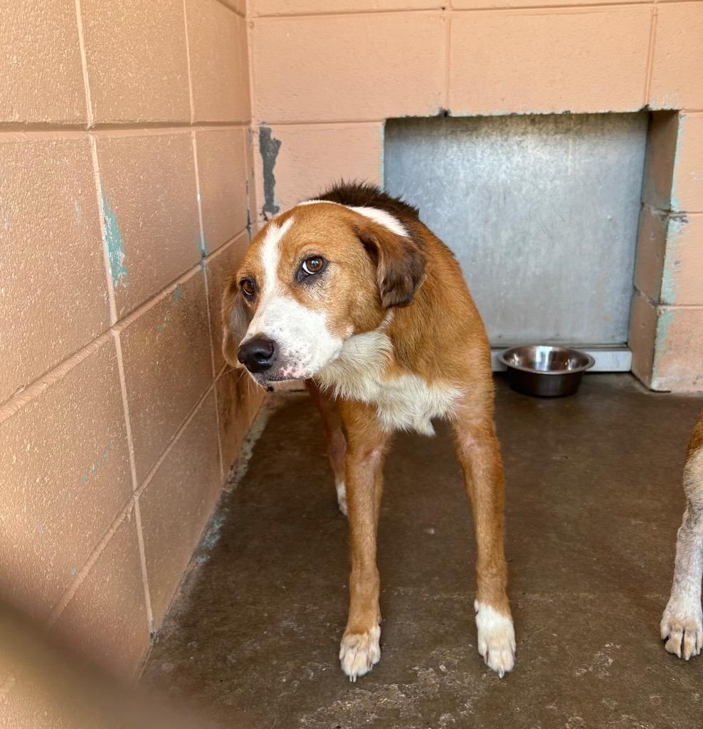 Sarah, a Adoptable mixed breed in Gautier, MS image 2/2