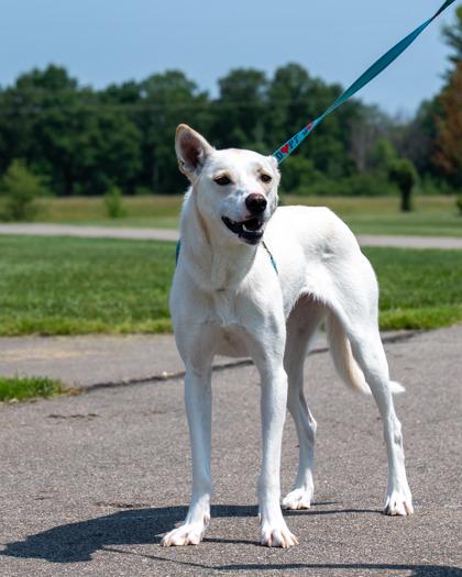 Bolt, Adoptable, Adult Female Husky & Mixed Breed.