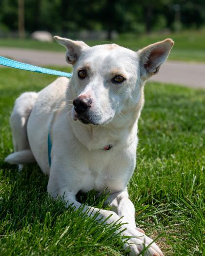 Enlarge Bolt, a Adoptable mixed breed in Pequot Lakes, MN image 2/2