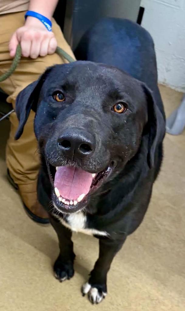 Enlarge Knox, a Adoptable Black Labrador Retriever in Waverly, TN image 1/4