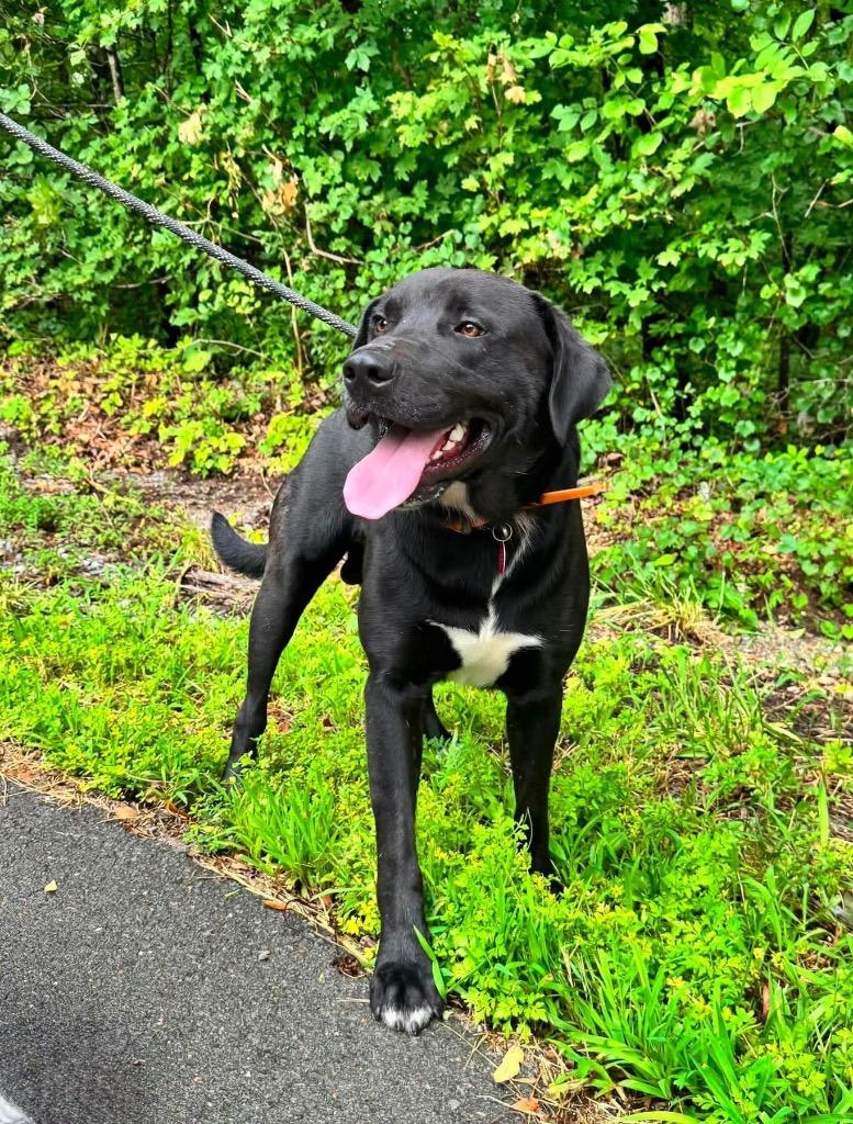 Enlarge Knox, a Adoptable Black Labrador Retriever in Waverly, TN image 2/4