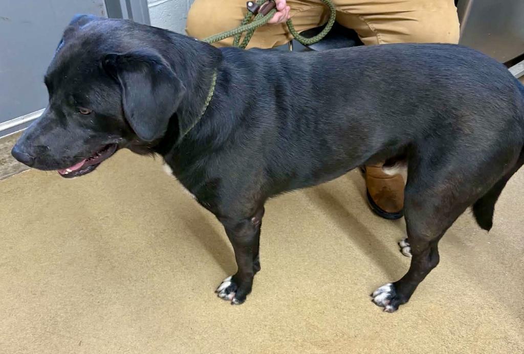 Enlarge Knox, a Adoptable Black Labrador Retriever in Waverly, TN image 3/4