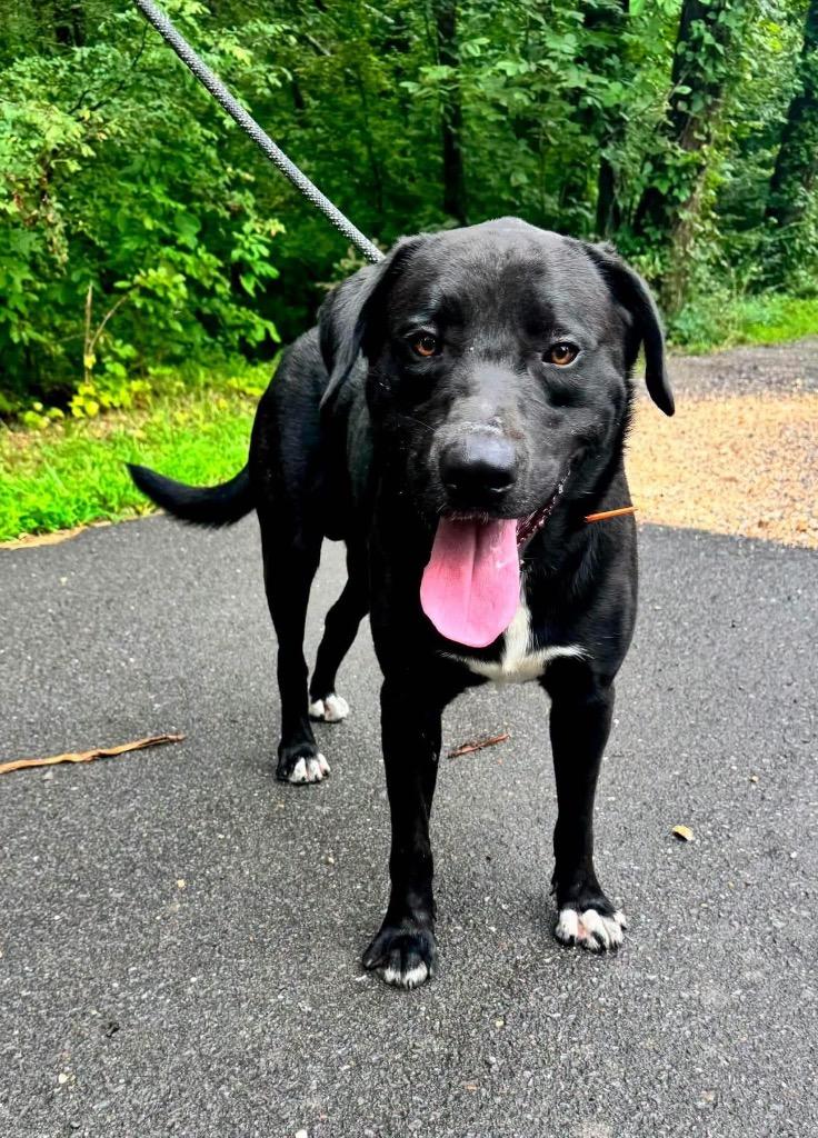 Enlarge Knox, a Adoptable Black Labrador Retriever in Waverly, TN image 4/4