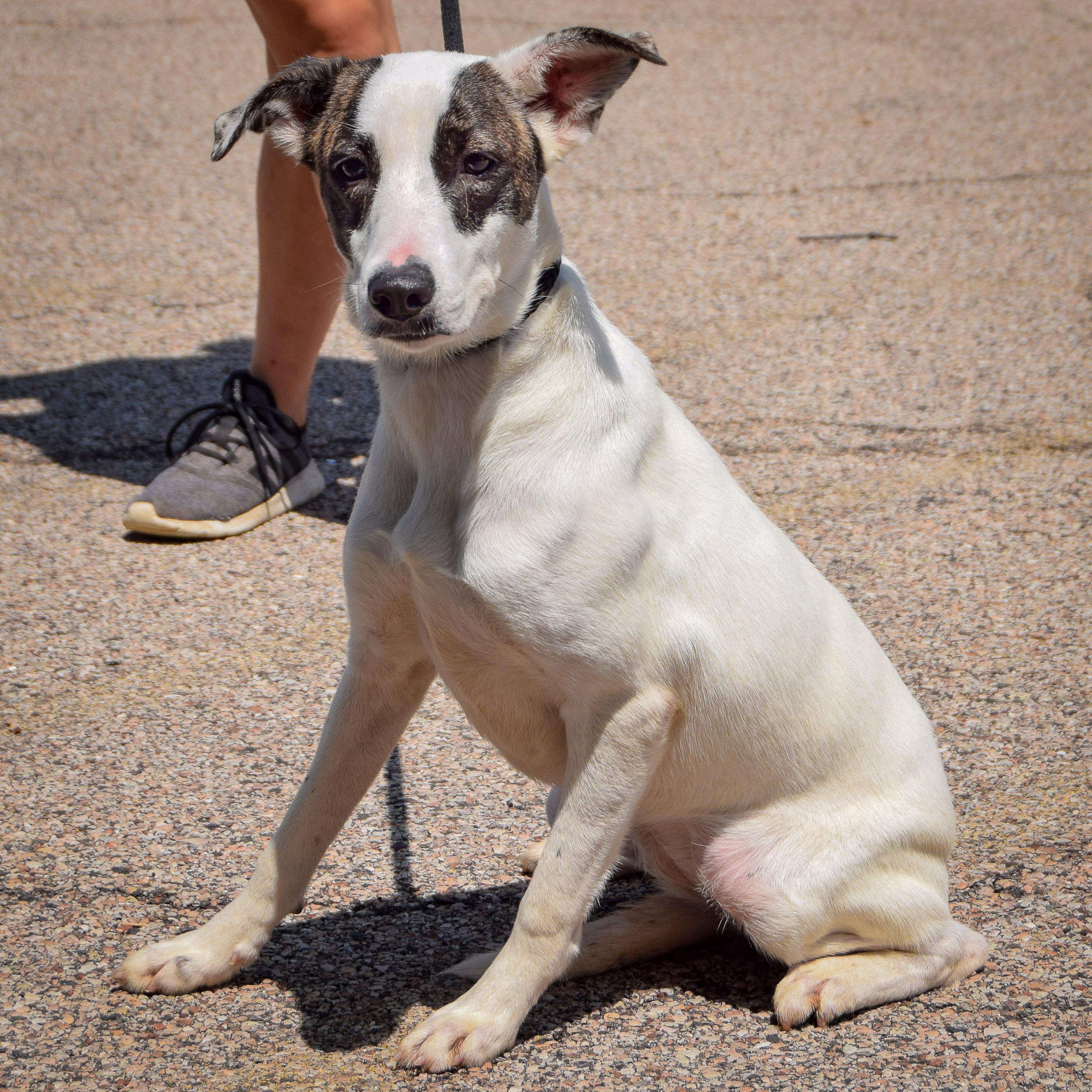Stella photo 3