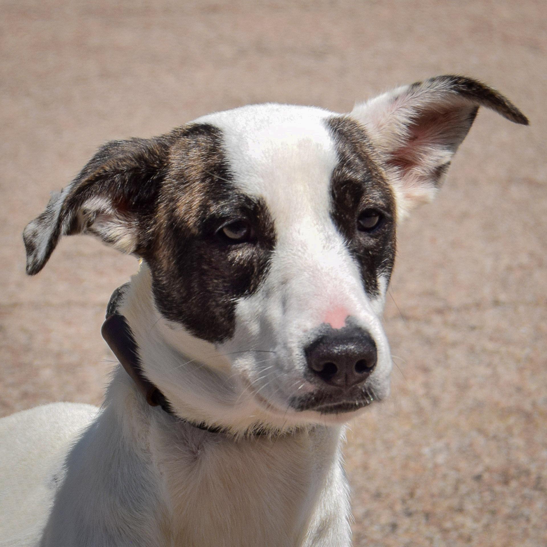 Stella, Young Female unknown