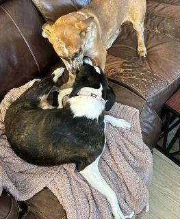 Enlarge Bell, a ADOPTABLE Mixed Breed in Schaumburg, IL image 3/5