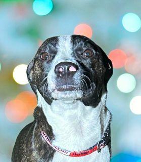 Enlarge Bell, a ADOPTABLE Mixed Breed in Schaumburg, IL image 1/5