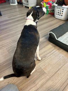 Enlarge Bell, a ADOPTABLE Mixed Breed in Schaumburg, IL image 5/5