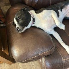 Enlarge Bell, a ADOPTABLE Mixed Breed in Schaumburg, IL image 2/5