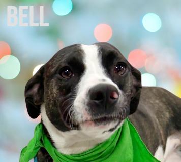 Bell, ADOPTABLE, Young Male Mixed Breed.