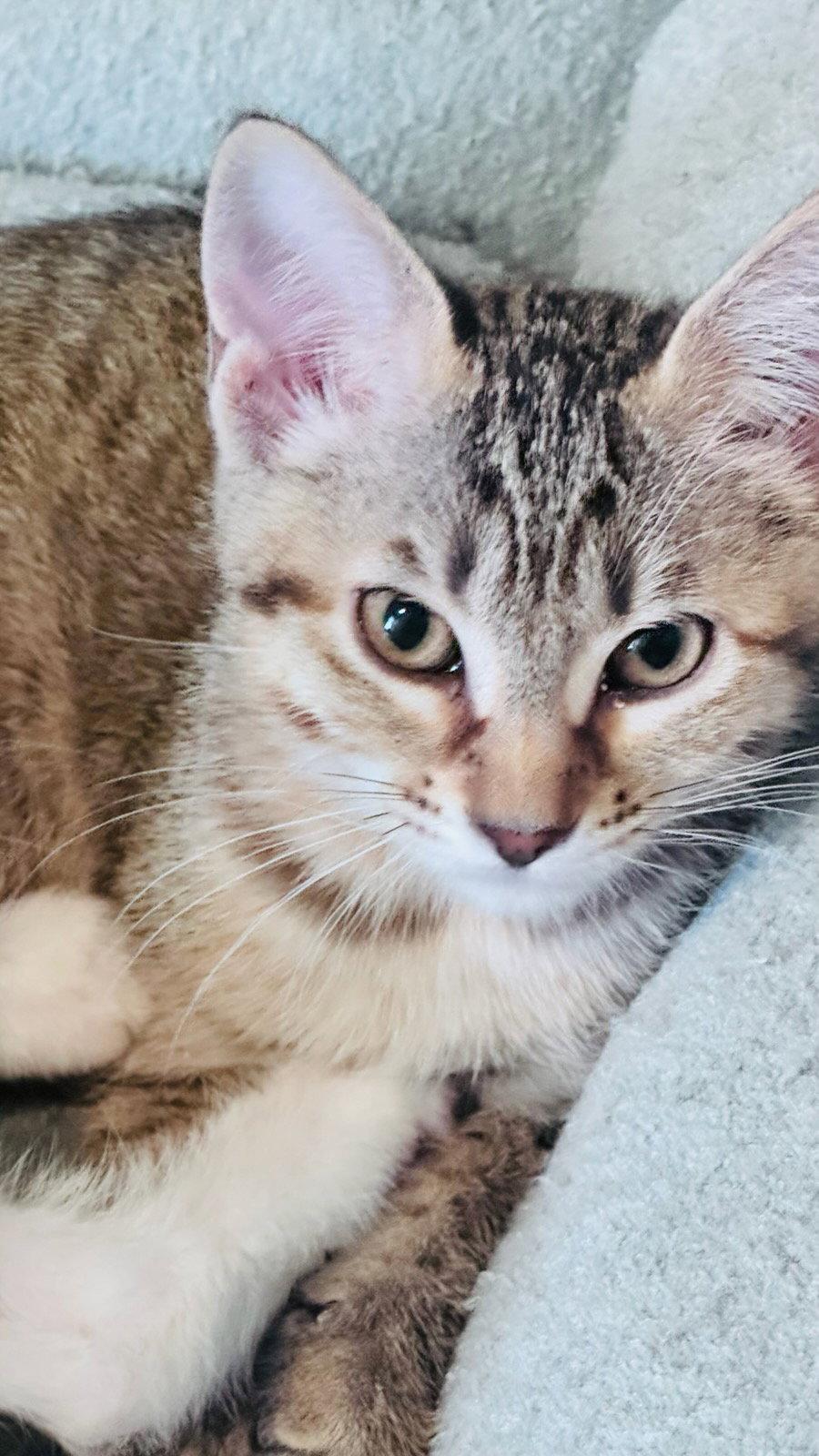 Sandy, Adoptable, Kitten Female Domestic Short Hair & Tabby.