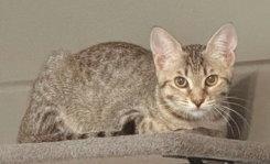 Enlarge Sandy, a Adoptable mixed breed in Frisco, TX image 3/3