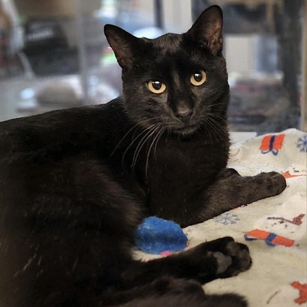 Slick, Adoptable, Young Male Domestic Short Hair.