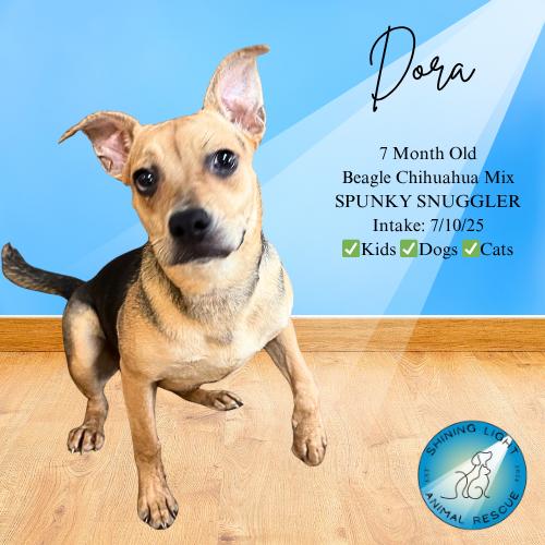 Enlarge Dora, a Adopted Beagle in Royalton, IL image 1/2