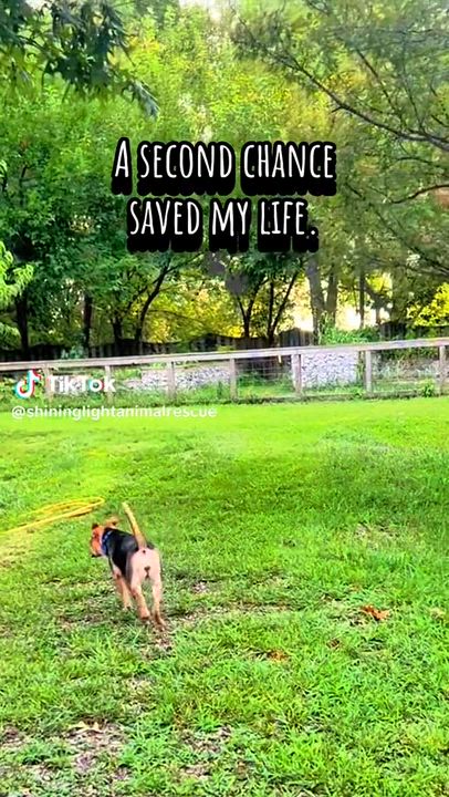 Enlarge Dora, a Adopted Beagle in Royalton, IL video 2/2