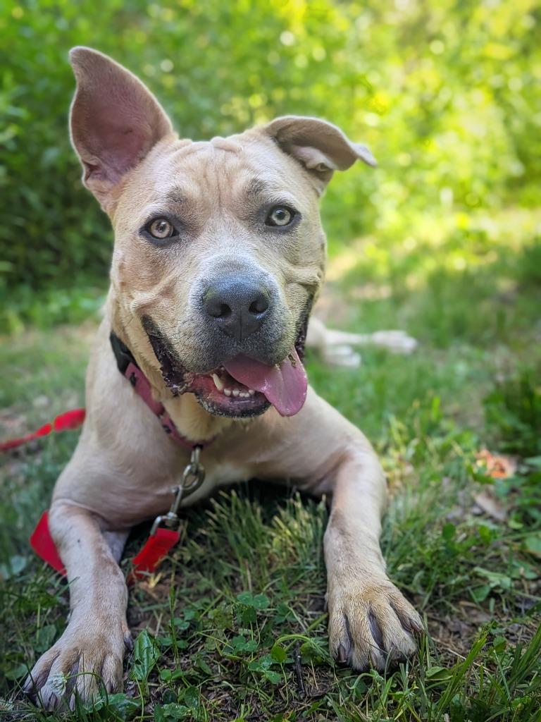 Rue, a Adoptable mixed breed in Hyde Park, NY image 2/5