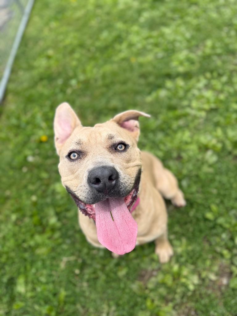 Rue, a Adoptable mixed breed in Hyde Park, NY image 3/5