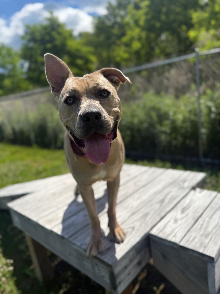 Rue, a Adoptable mixed breed in Hyde Park, NY image 4/5