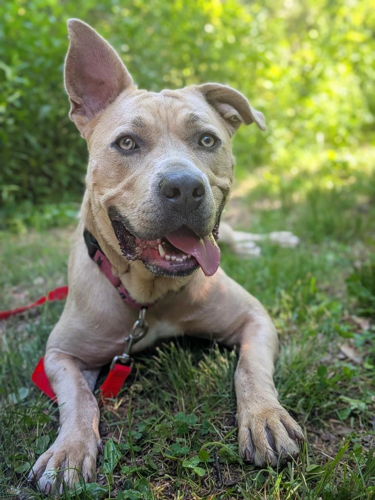 Rue, a Adoptable mixed breed in Hyde Park, NY image 5/5