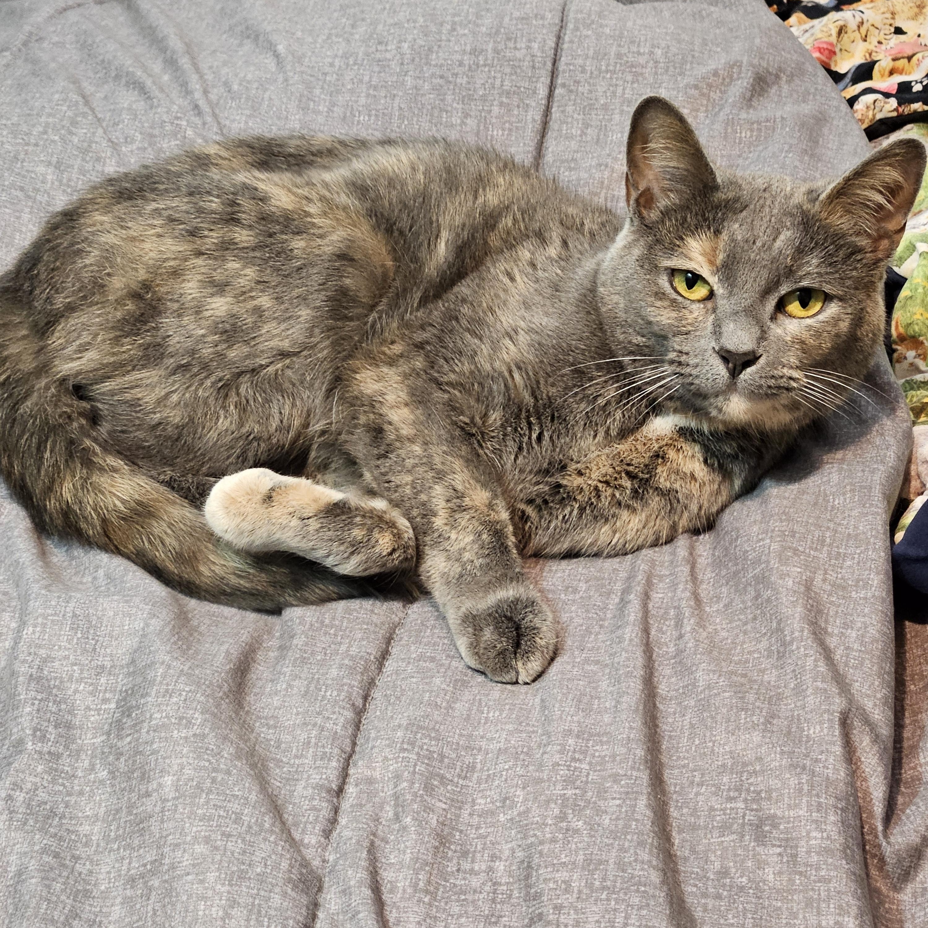 Enlarge Marbles OS 1222, a Adoptable mixed breed in West Bloomfield, MI image 3/6